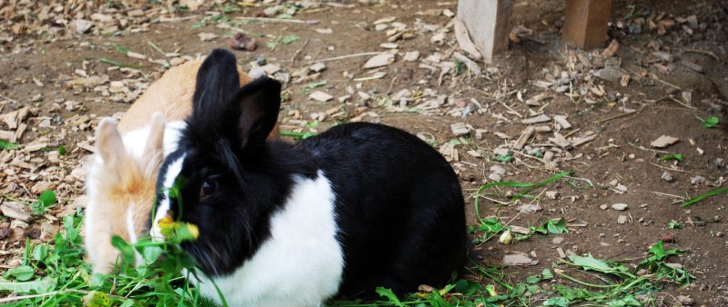 Unsere Tiere