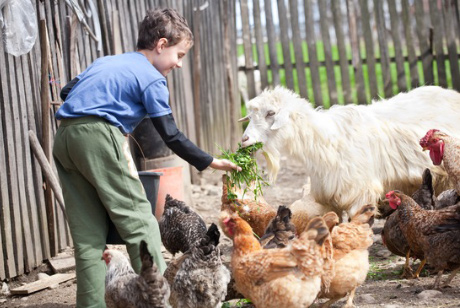 Kids enjoy playing with our animals